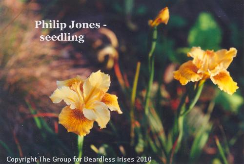 Philip Jones - a seedling (2)